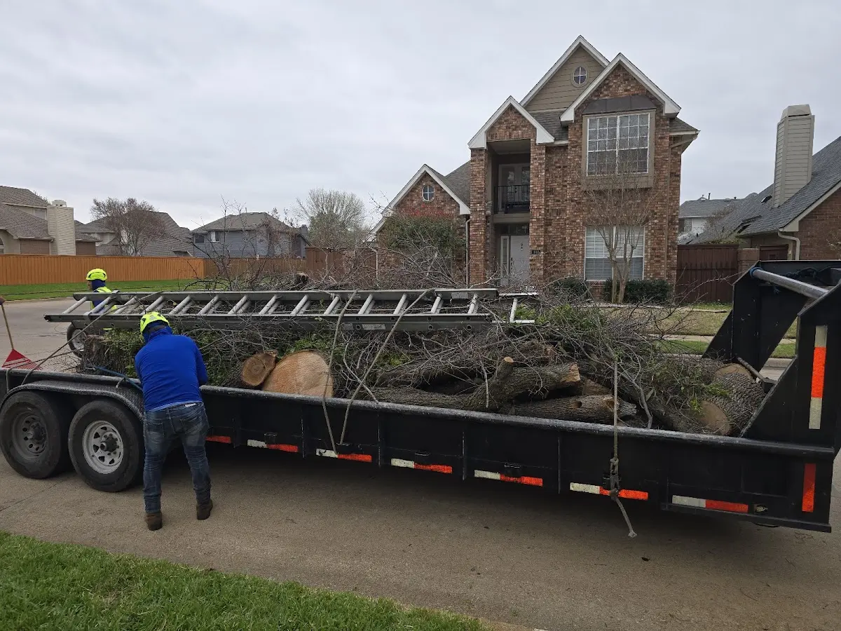 Expert Deadwooding with proper safety equipment in Garden City